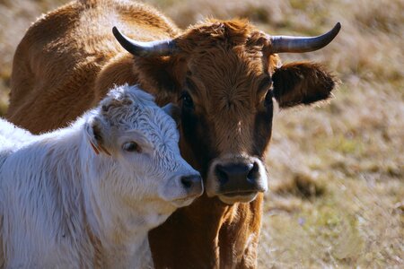 Cattle animals breeding photo