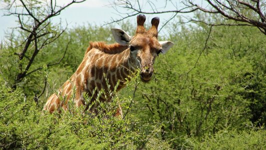 Giraffe animal wildlife