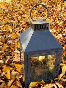 Moist lantern fall color