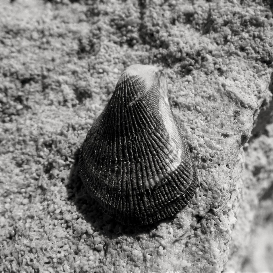Sea shell marine