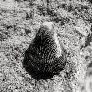 Sea shell marine