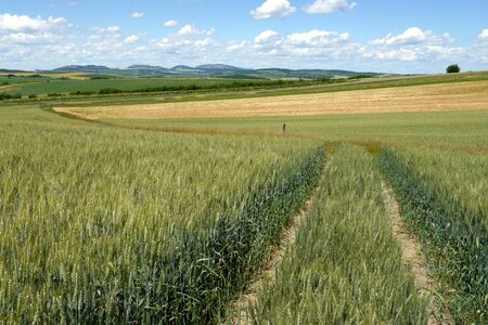 Summer fields ears photo