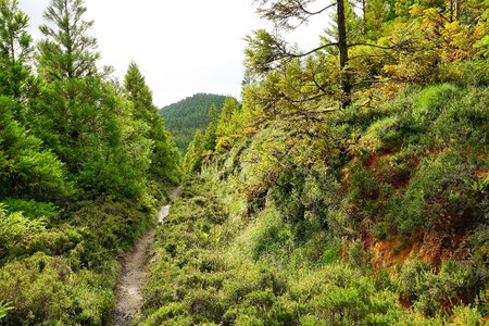 Green azores nature