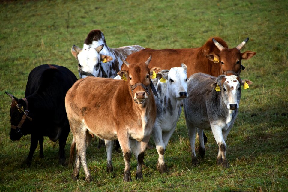 Herd of cattle cops young bulls