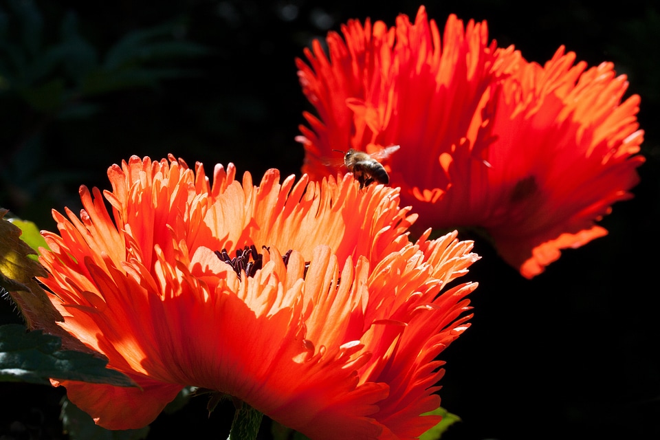 Nature flora spring