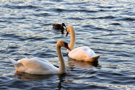 Plumage bird animal photo