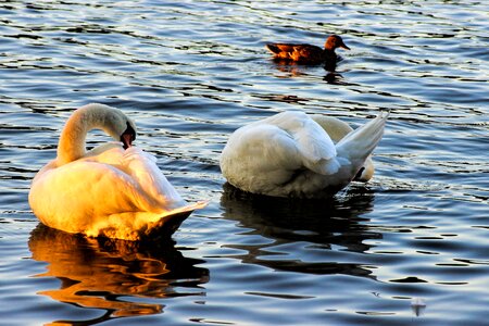 Plumage bird animal photo