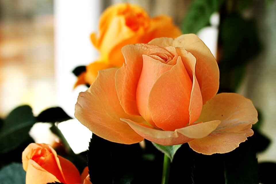 Blossom bloom rose blooms