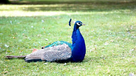 Feather tail bright