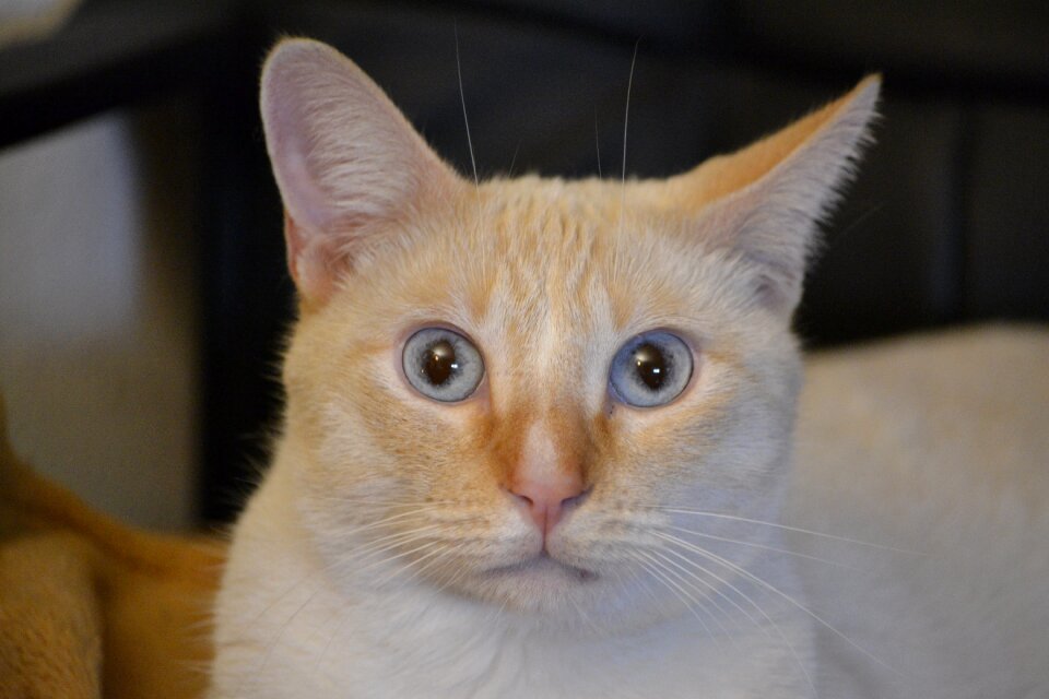Pets feline friend