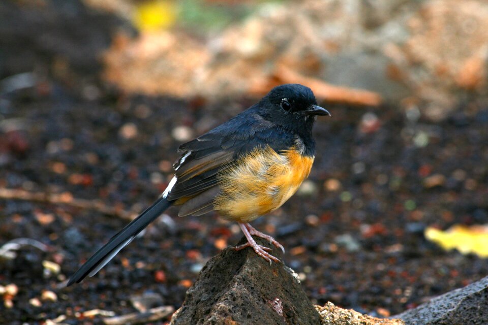 Animal wildlife wild