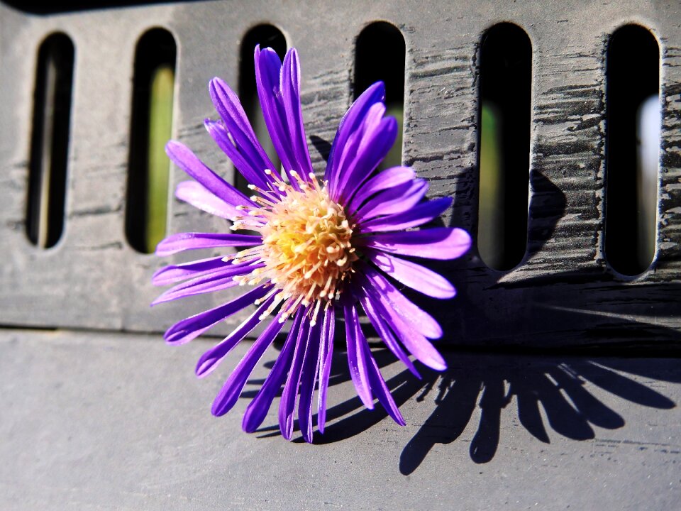 Nature plant purple