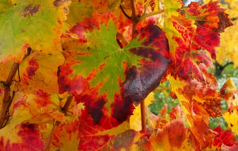 Leaf color autumn photo