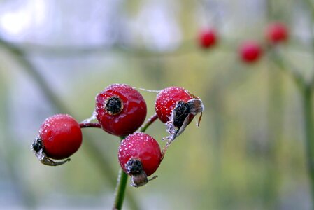 Fruit ice frosty photo