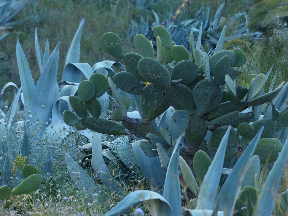 Wilderness prickly ear cactus