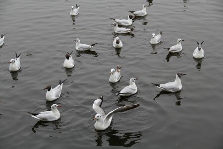 In yunnan province green lake park seagull photo