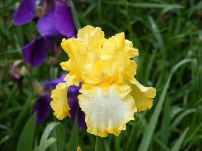 Flower flora petal