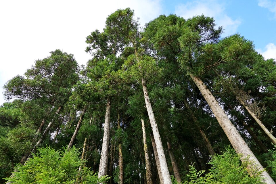 Green azores nature