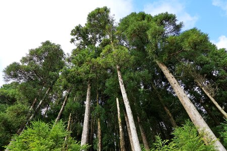 Green azores nature