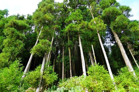 Green azores nature