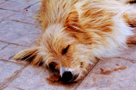 Animal tired doze photo