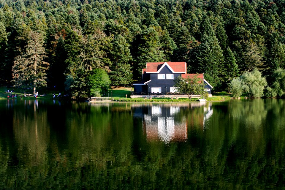Lake house pond turkey