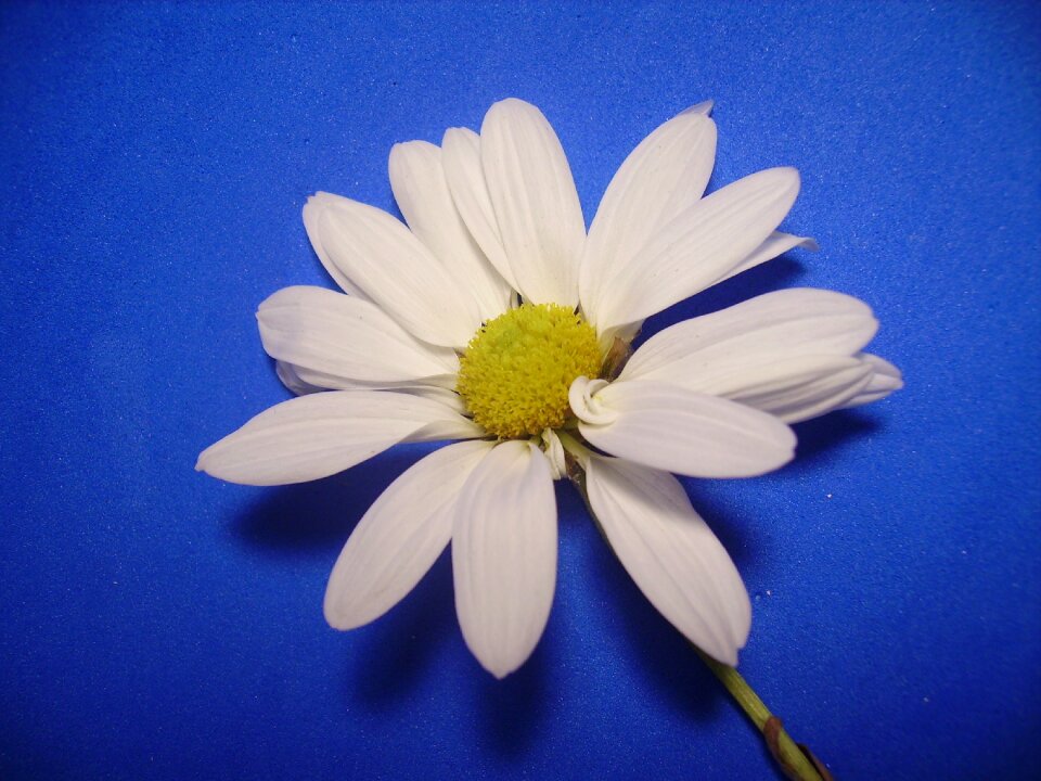Flower white plant