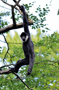 Wild mammal primate