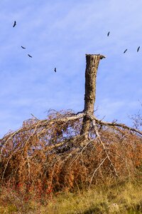 Conifer tear down wind photo