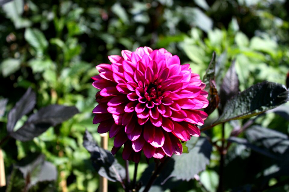 Botanical garden gothenburg summer