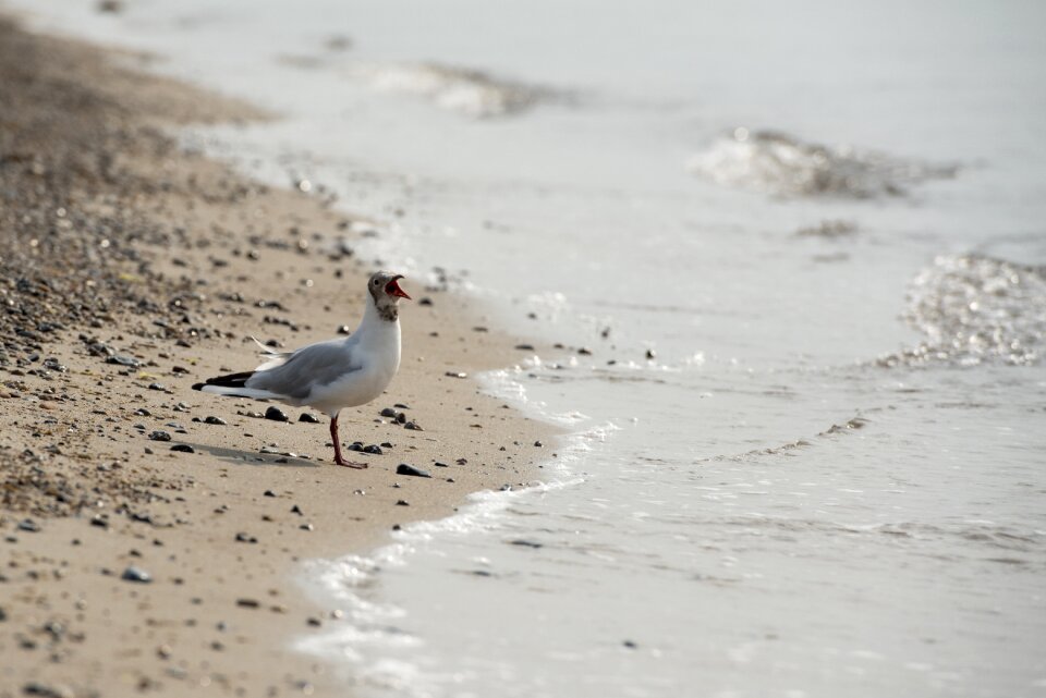 Baltic sea bird coast