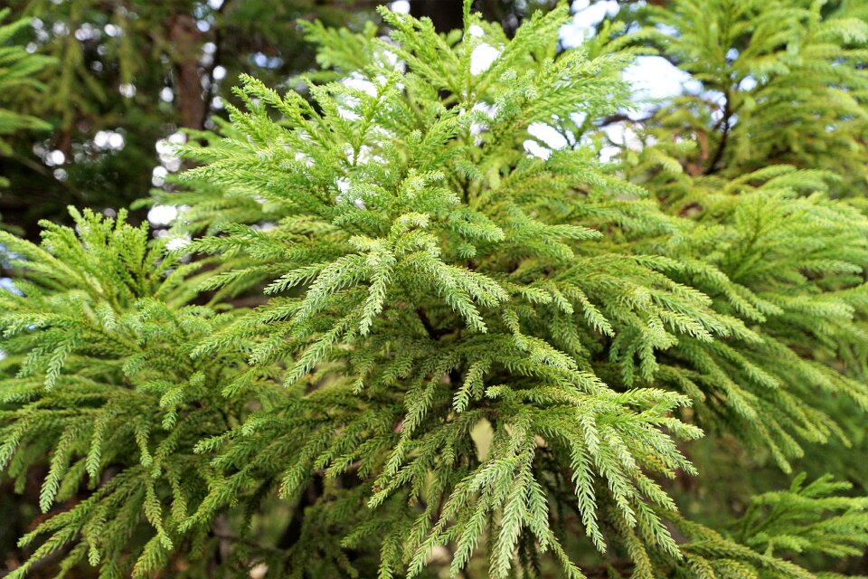 Azores nature fir tree