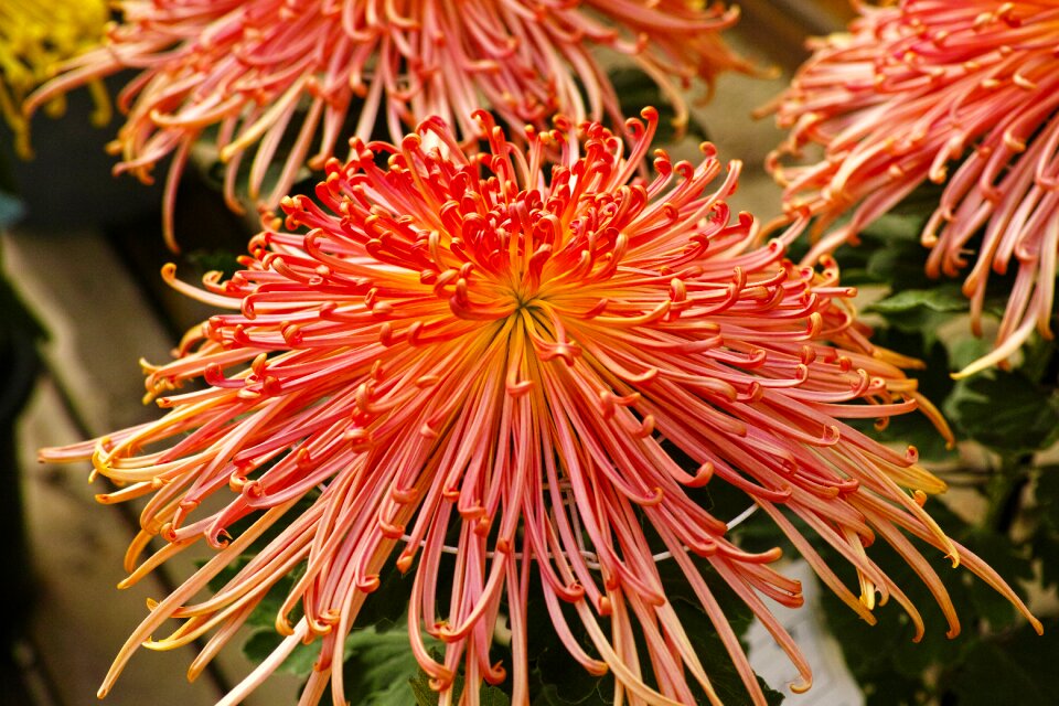 Flowers plant red flowers