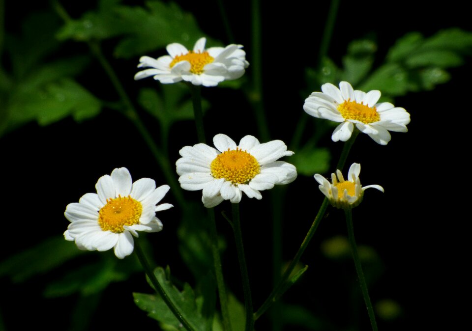 Small flower white flowers flowers