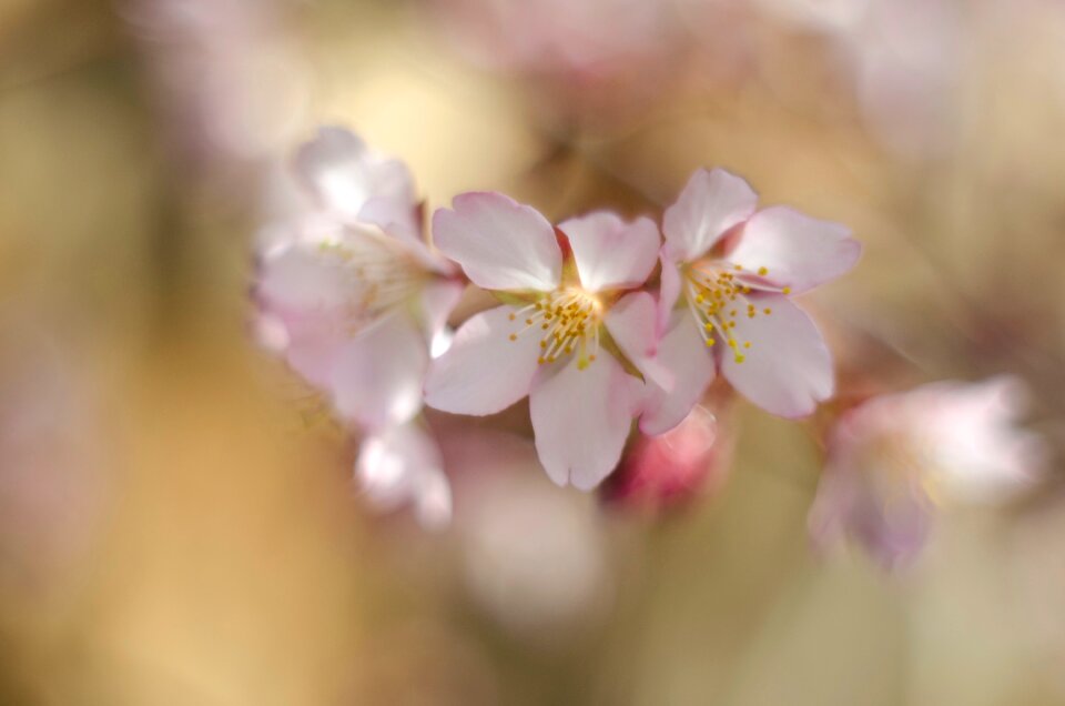 Branch blossoming cherry sunny day