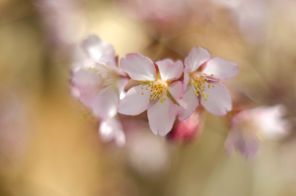 Branch blossoming cherry sunny day photo