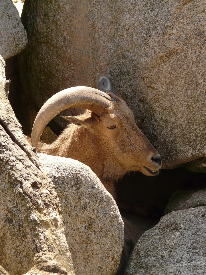 Goat animal creature