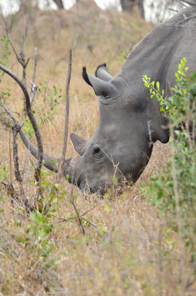 Africa savannah south africa