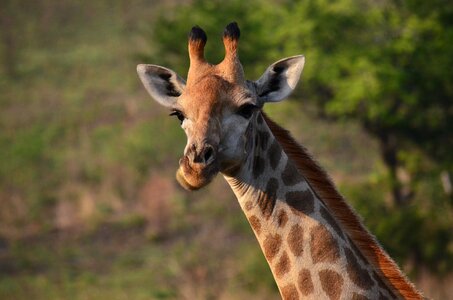Africa savannah south africa