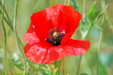 Red poppy color flower photo