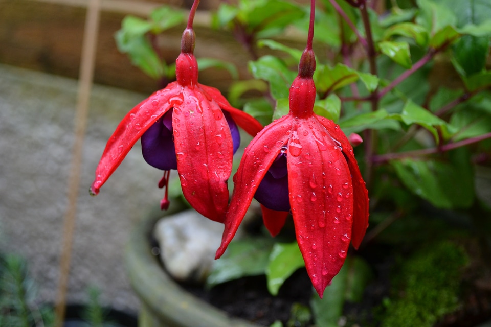 Hardy perennial variety red