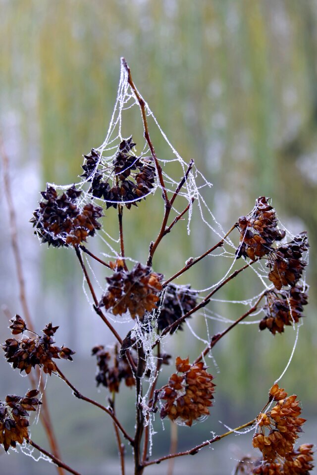 Frost frosted morning