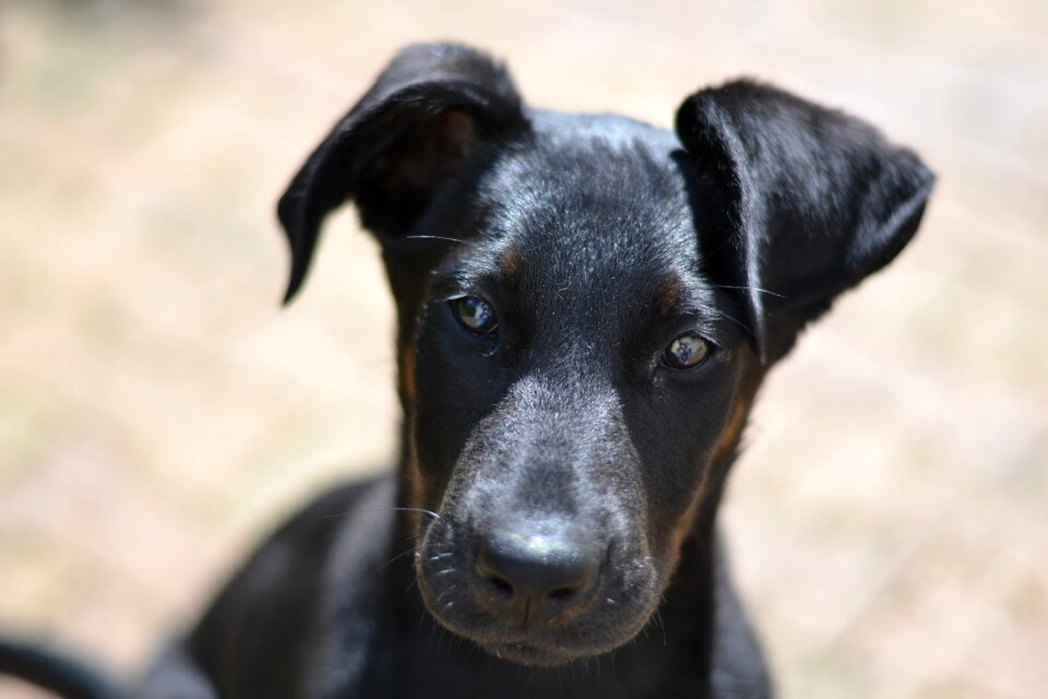 Domestic animal big dog pets