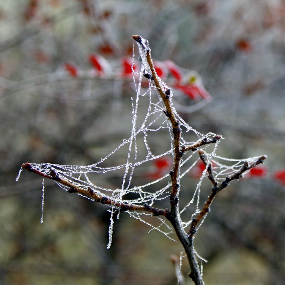 Not cold frost frosted