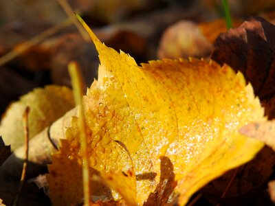 Moist fall color golden autumn