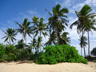 Beach palm tree