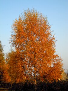Sky birch november