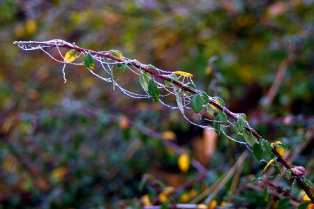 Ice frozen sprig