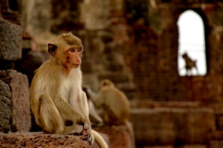 Macaque temple photo