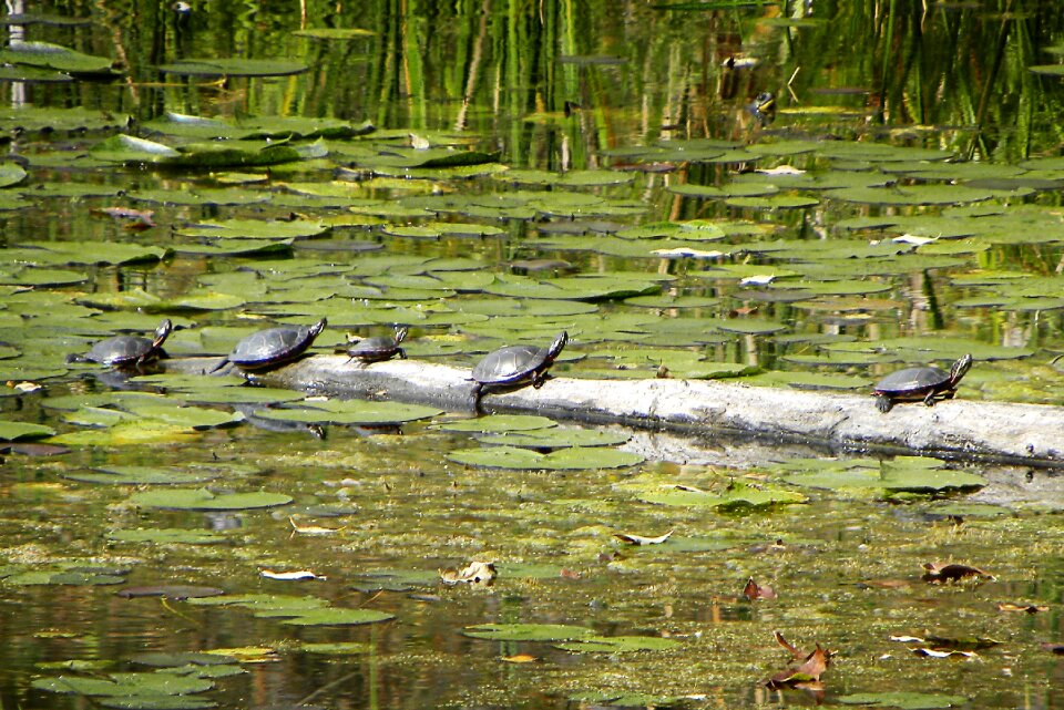 Water animal marsh